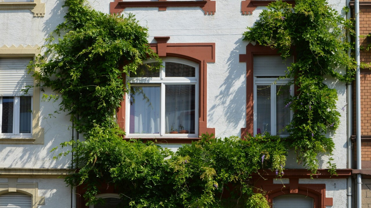 Begrünte Fassaden sind ein wirksames Mittel gegen Überhitzung, lassen sich aber nicht mit Fassadenphotovoltaik kombinieren. (Foto: Pixabay/Piro)
