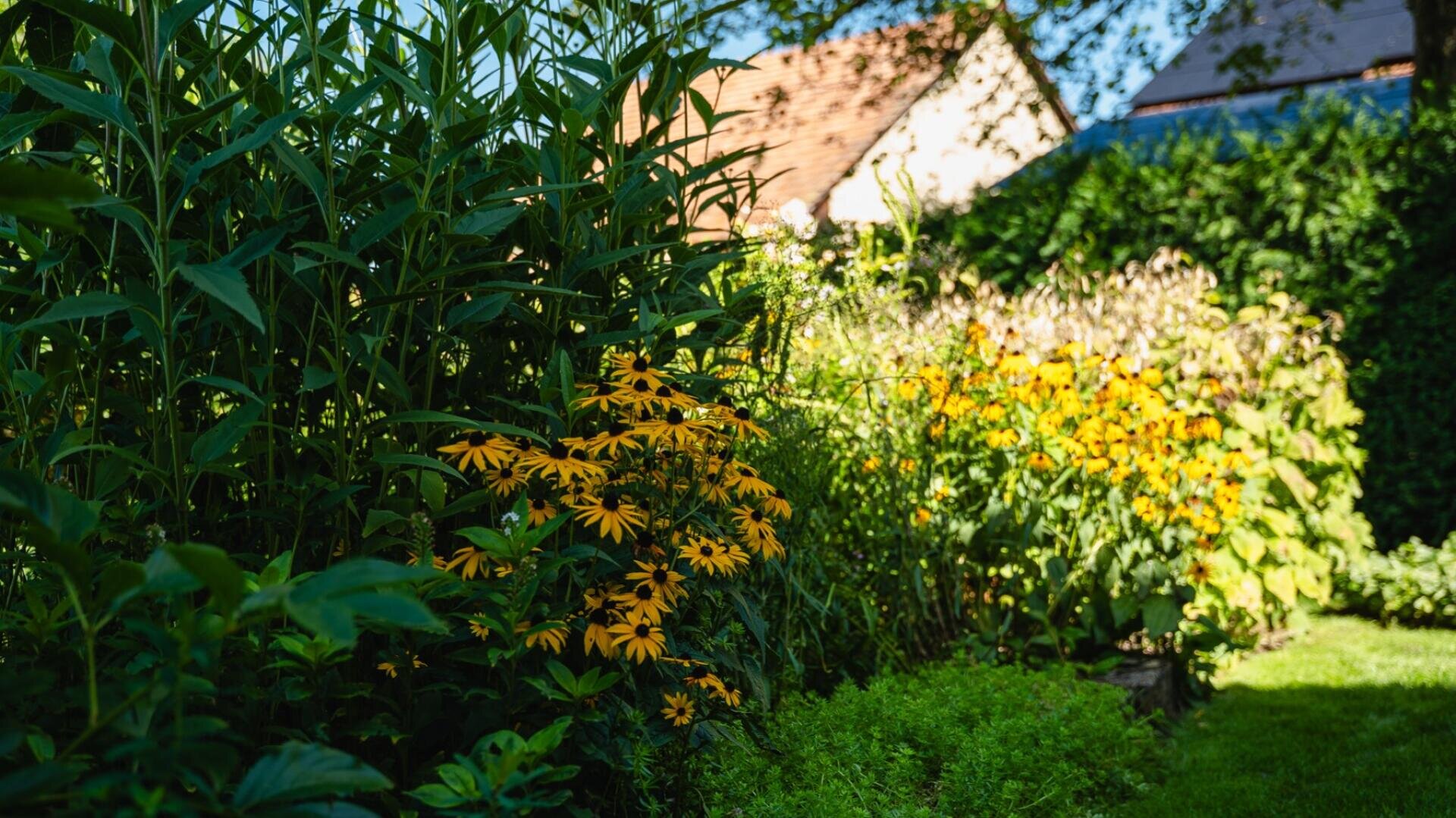 Ein Garten mit grünen Pflanzen und leuchtend gelben Blumen im hellen Sonnenlicht, mit einem Haus und Bäumen im Hintergrund.