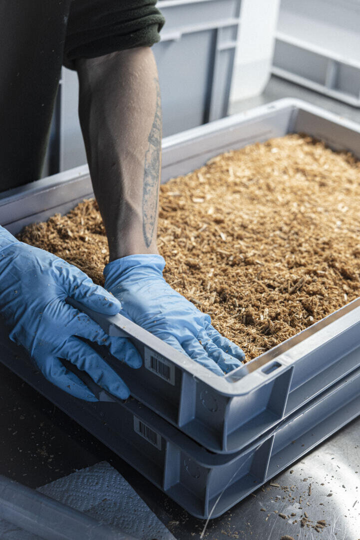 Eine Person mit blauen Handschuhen hantiert mit einer Plastikschale, die mit einer braunen, mulchähnlichen Substanz gefüllt ist, möglicherweise für landwirtschaftliche oder wissenschaftliche Zwecke. Auf ihrem Arm ist eine Tätowierung sichtbar.