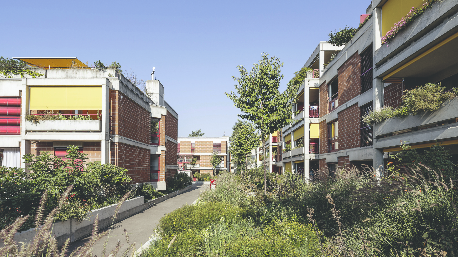 Ein üppiges «Gartenzimmer» für die Wohnsiedlung Winzerhalde in Zürich, nach der Erneuerung durch die Siedlungsgenossenschaft Eigengrund (Foto: SGE)