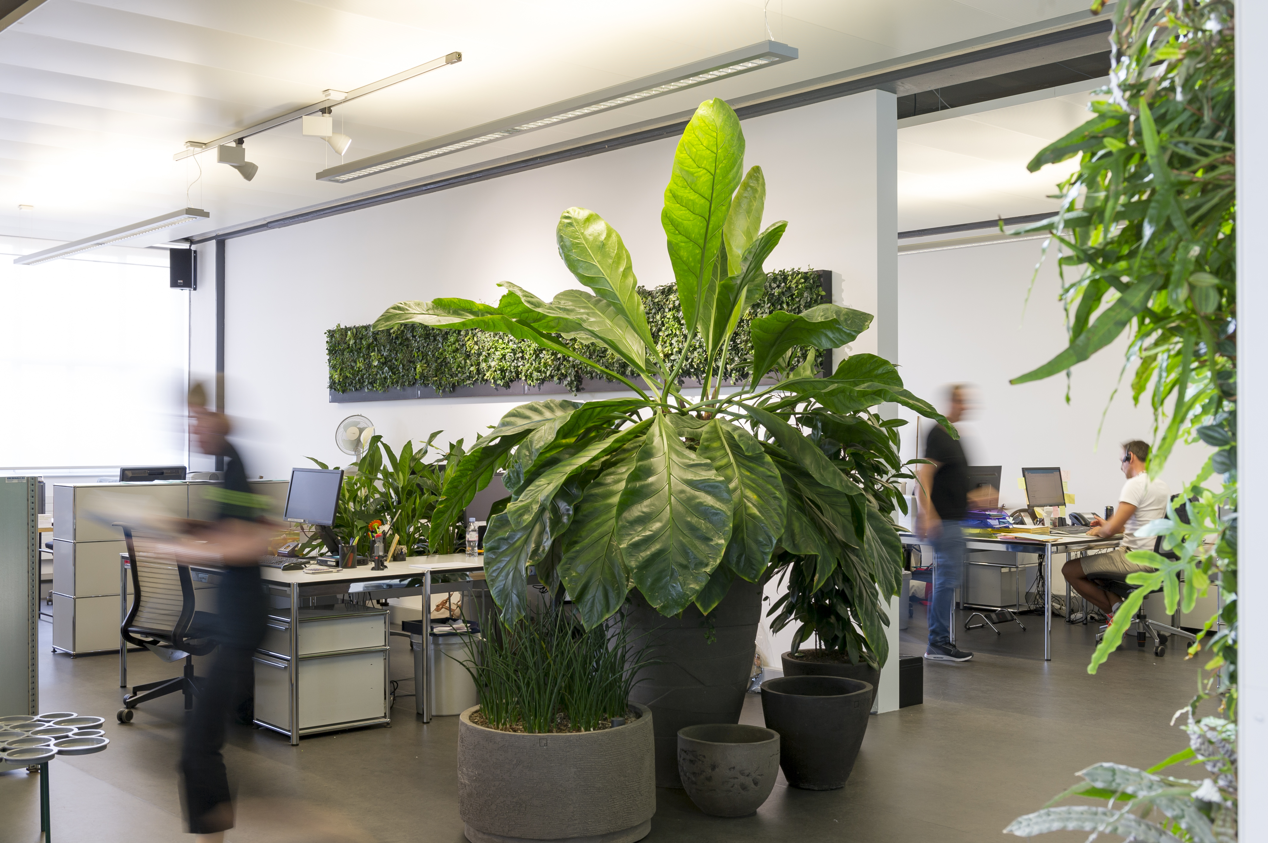 Bureau moderne avec de grandes plantes en pot et des murs verts. Plusieurs bureaux équipés d'ordinateurs sont visibles, et deux personnes marchent dans l'espace de travail tandis qu'une autre est assise à un bureau. L'atmosphère est lumineuse et aérée.